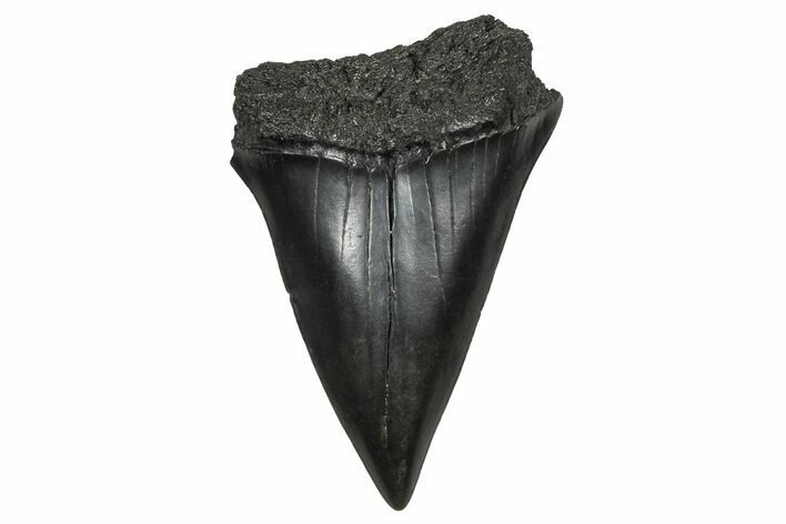Fossil Broad-Toothed Mako Tooth - South Carolina #374798